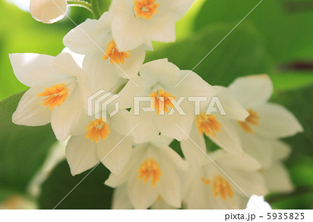 ハクウンボクの花 5935825