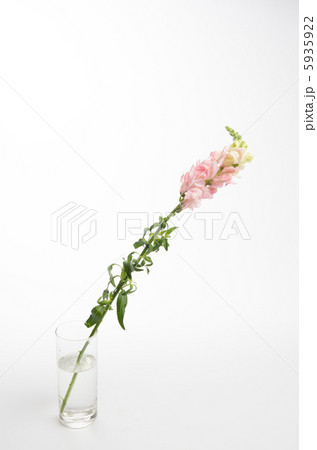 金魚草（ピンク） 5935922
