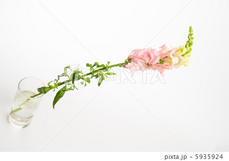 金魚草(ピンク) 金魚草(ピンク) 5935924