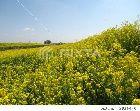 秋山川の菜の花 5936440