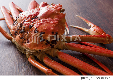 松葉ガニ 松葉ガニ 5936457