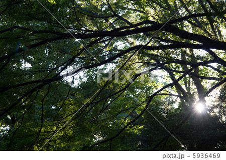 日を浴びる森林 5936469