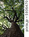 大樹 5936470
