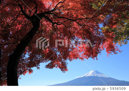 富士と紅葉 富士と紅葉 5936509