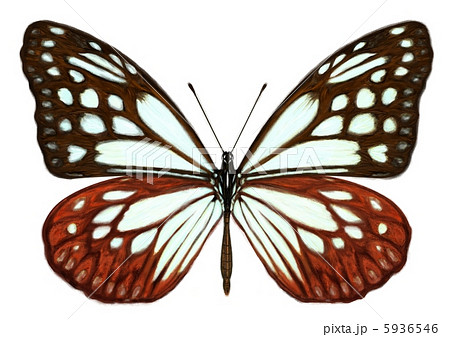 アサギマダラ 5936546