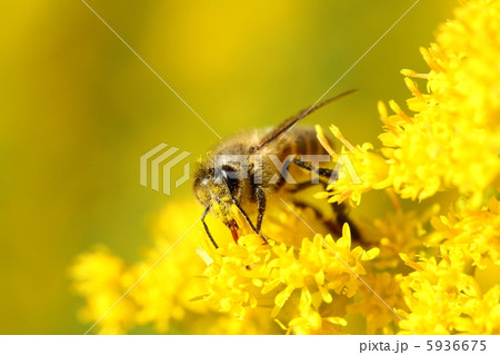 ミツバチ ミツバチ 5936675