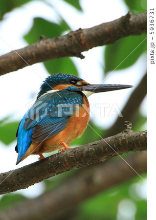 カワセミ 5936731