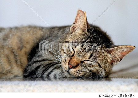 居眠りする猫 5936797