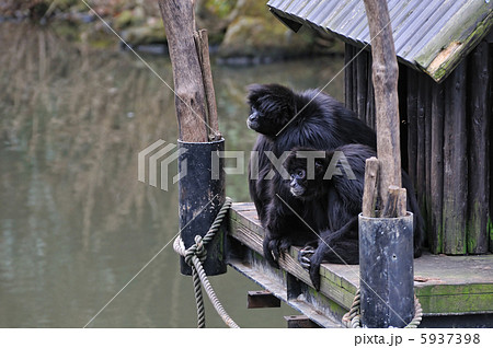 クロテナガザル クロテナガザル 5937398