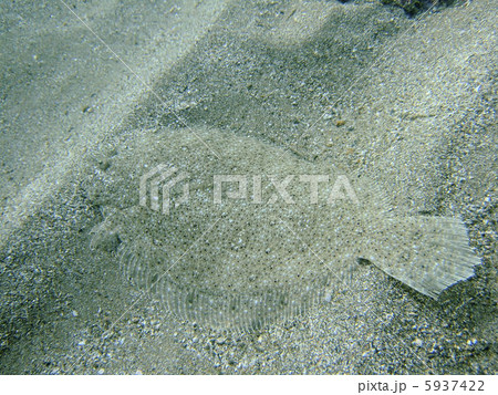 ヒラメ 5937422