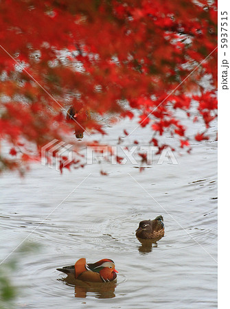 紅葉の中のオシドリ 紅葉の中のオシドリ 5937515