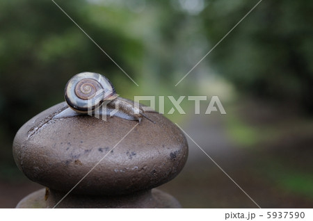 カタツムリ　でんでん虫 5937590