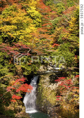 高野大滝の紅葉 5937592