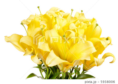 Beautiful lilies Beautiful lilies 5938006