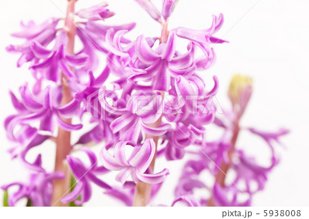 Pink hyacinths 5938008