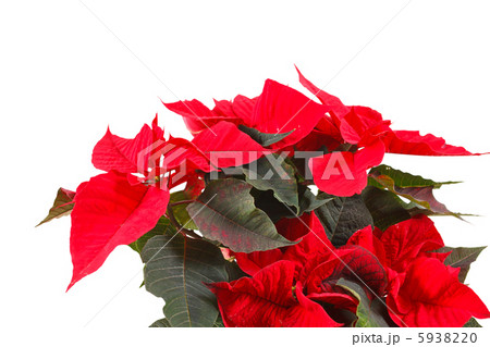 Red poinsettia isolated on a white background Red poinsettia isolated on a white background 5938220