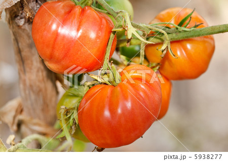garden tomatoes garden tomatoes 5938277
