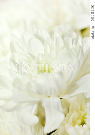 Chrysanthemum Flowers Chrysanthemum Flowers 5938330