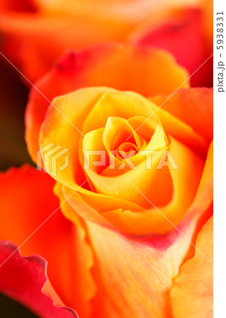 beautiful roses beautiful roses 5938331