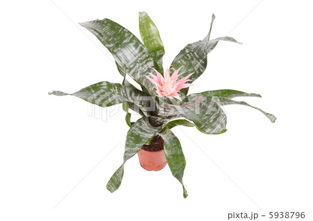 Aechmea Fasciata Bromeliad isolated on white 5938796
