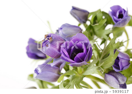 Prairie Crocus 5939117