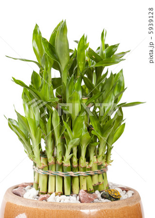 bamboo in the pot 5939128
