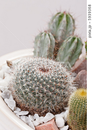 cactus flowers 5939368