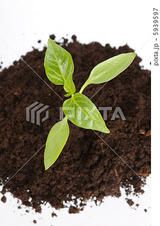 Young plant 5939597