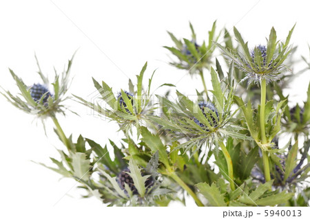 exotic sharp flowers exotic sharp flowers 5940013