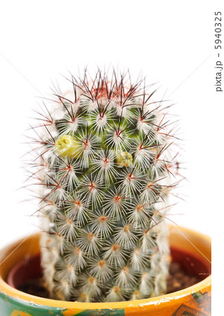 cactus flowers cactus flowers 5940325