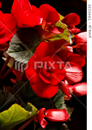 Flower of begonia 5940330