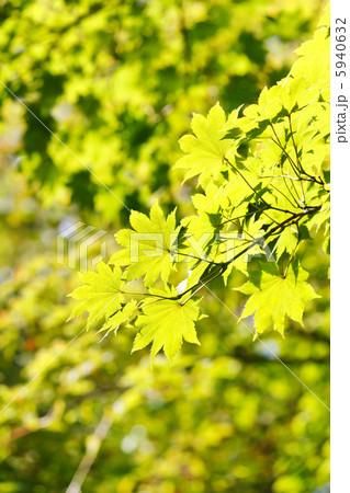 green leaves green leaves 5940632