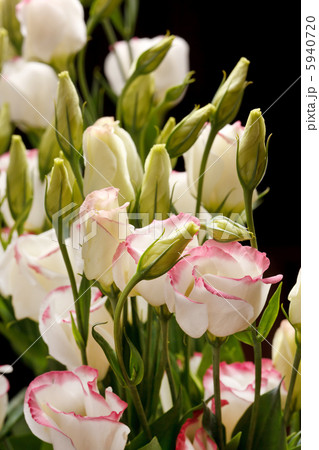 nice flowers nice flowers 5940720