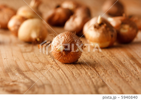 flower bulbs on the table 5940840