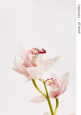 beautuiful orchid 5940861