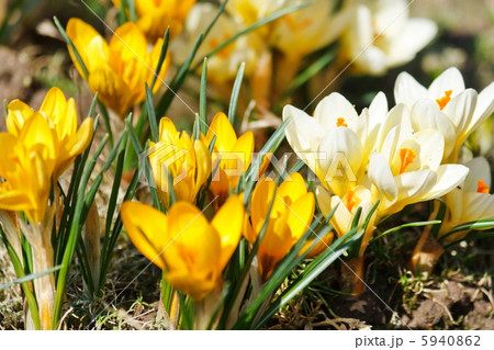 rich spring flowers 5940862