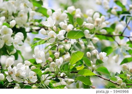 apple flowers apple flowers 5940966