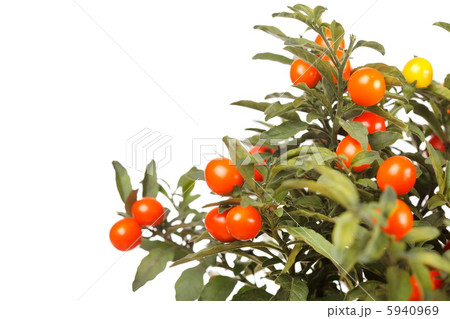 Christmas cherry 5940969