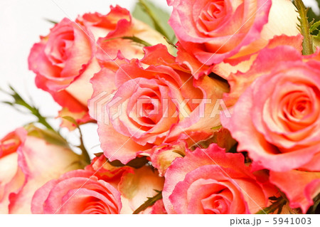 beautiful roses beautiful roses 5941003