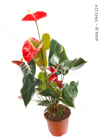 flower in pot 5941124