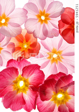 primula flowers on the white background primula flowers on the white background 5941251