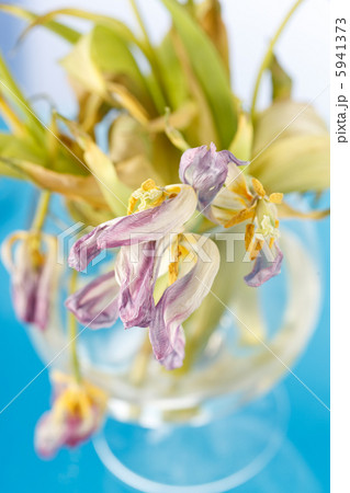 Dry withered tulips Dry withered tulips 5941373