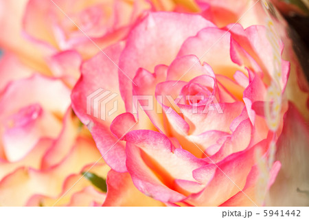 beautiful roses beautiful roses 5941442