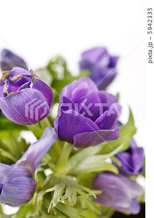 Prairie Crocus 5942335