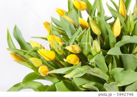 nice tulips nice tulips 5942746