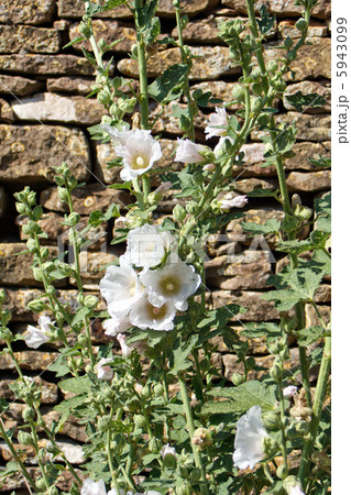 Mallows flowers Mallows flowers 5943099