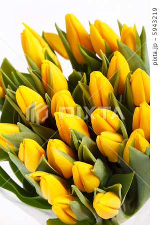 beautiful tulips 5943219