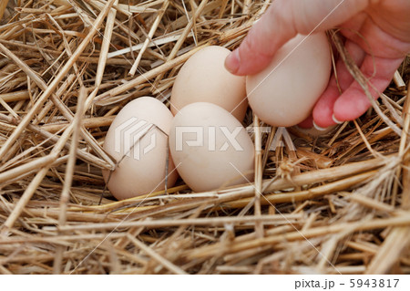 organic eggs 5943817