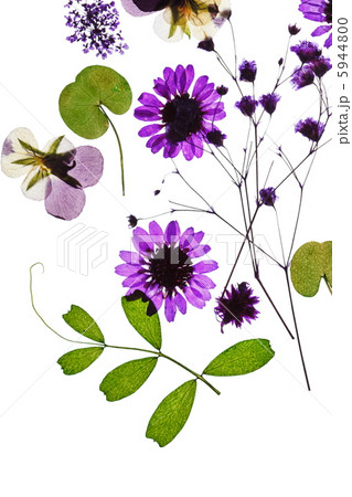 summer flowers 5944800