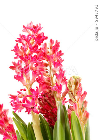 hyacinth flowers 5945791